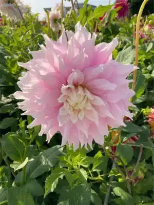 Dahlia - Gitt's perfection