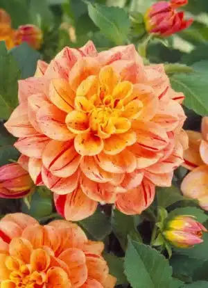 Dahlia - Nonette