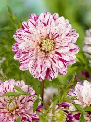 Dahlia - røgfarvet