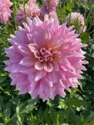 Dahlia - Strawberry ice