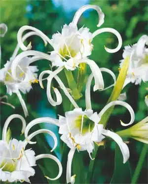 Lilje - Hymenocallis festalis zwanenburg