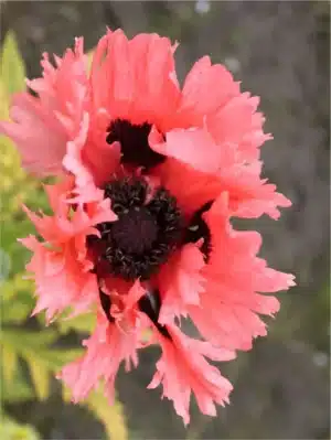 Poppy - Valmuerosa rysjer orient