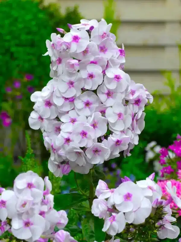 Phlox - Phlox europe paniculata