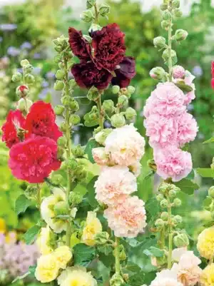 Stokrose - Alcea rosea blandet