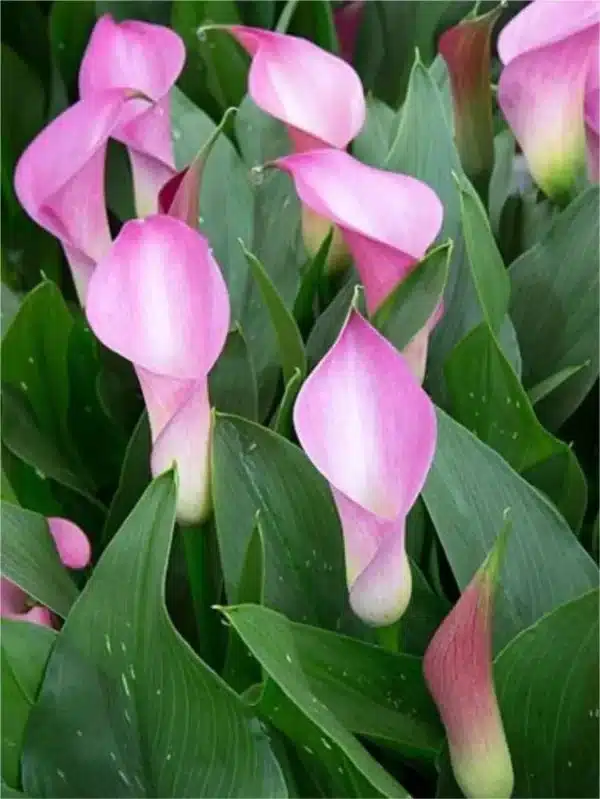 Lilja - Zantedeschia peter's pride