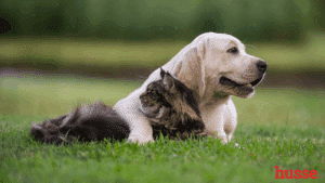 Husse hund och katt