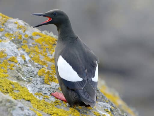 Bild på fågelarten Tuulenkala (Cepphus grylle)