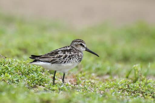 Bild på fågelarten Dunlin (Calidris falcinellus)
