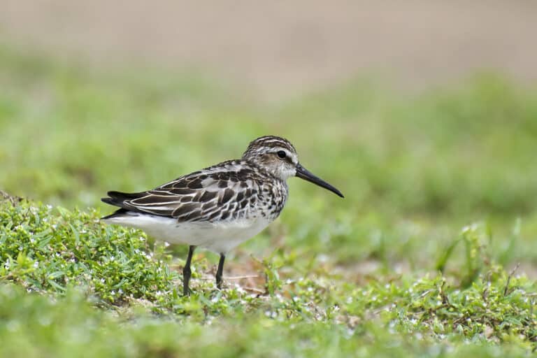 Bild på fågelarten Myrsnäppa (Calidris falcinellus)