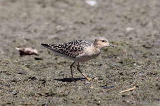 Bild på fågelarten Preerialintu (Calidris subruficollis)