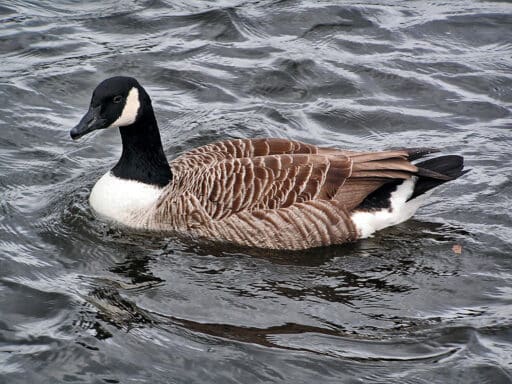 Bild på fågelarten Kanadagås (Branta canadensis)