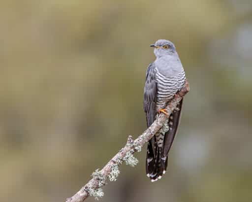Bild på fågelarten Gök (Cuculus canorus)