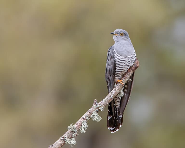 Bild på fågelarten Gök (Cuculus canorus)