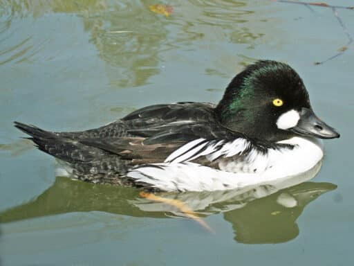 Bild på fågelarten Knipa (Bucephala clangula)