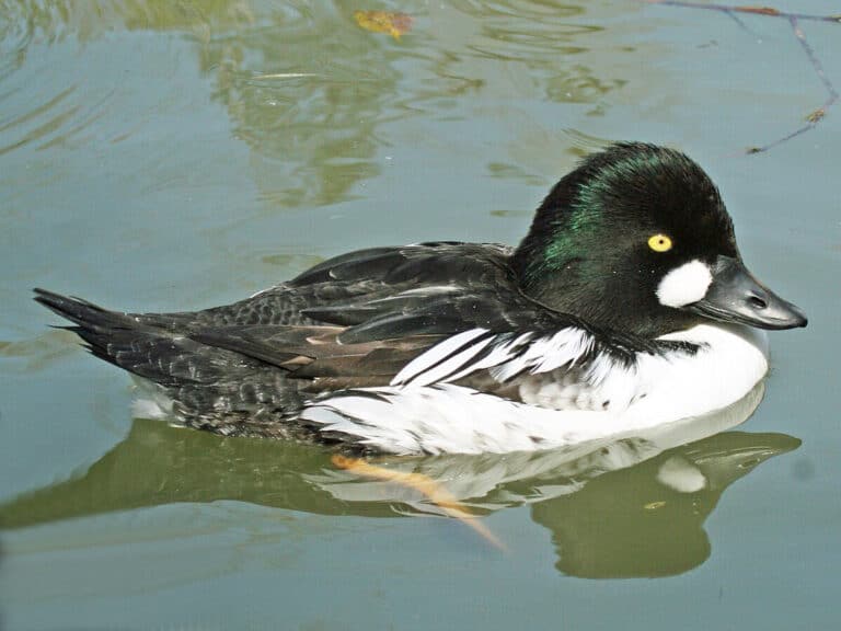 Bild på fågelarten Knipa (Bucephala clangula)