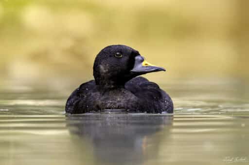 Bild på fågelarten Sjöorre (Melanitta nigra)