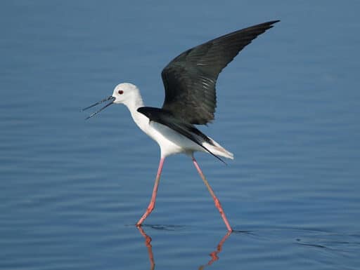 Bild på fågelarten Stylteløper (Himantopus himantopus)
