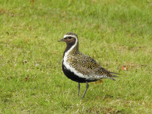 Bild på fågelarten Lyngpiplerke (Pluvialis apricaria)