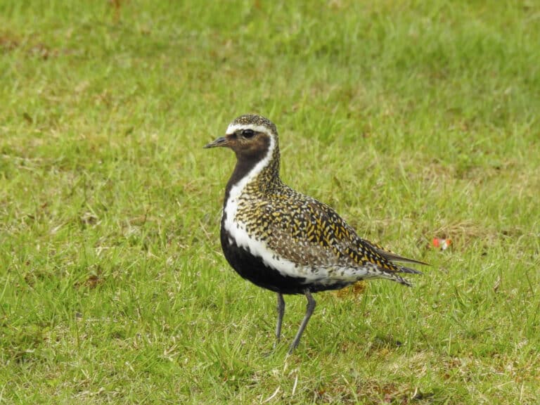 Bild på fågelarten Ljungpipare (Pluvialis apricaria)