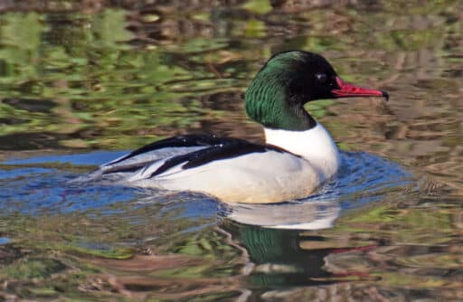Bild på fågelarten Alkekonge (Mergus merganser)