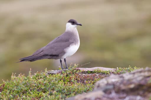 Bild på fågelarten Breiflabb (Stercorarius parasiticus)