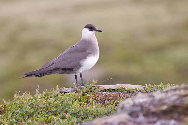 Bild på fågelarten Breiflabb (Stercorarius parasiticus)