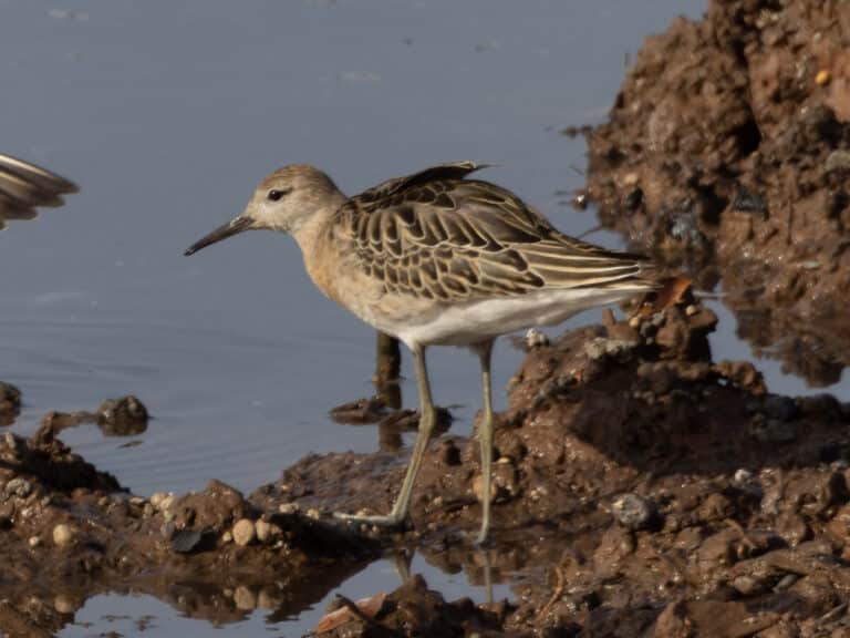 Bild på fågelarten Brushane (Calidris pugnax)