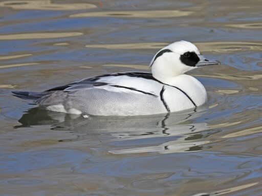 Bild på fågelarten Alkekonge (Mergellus albellus)