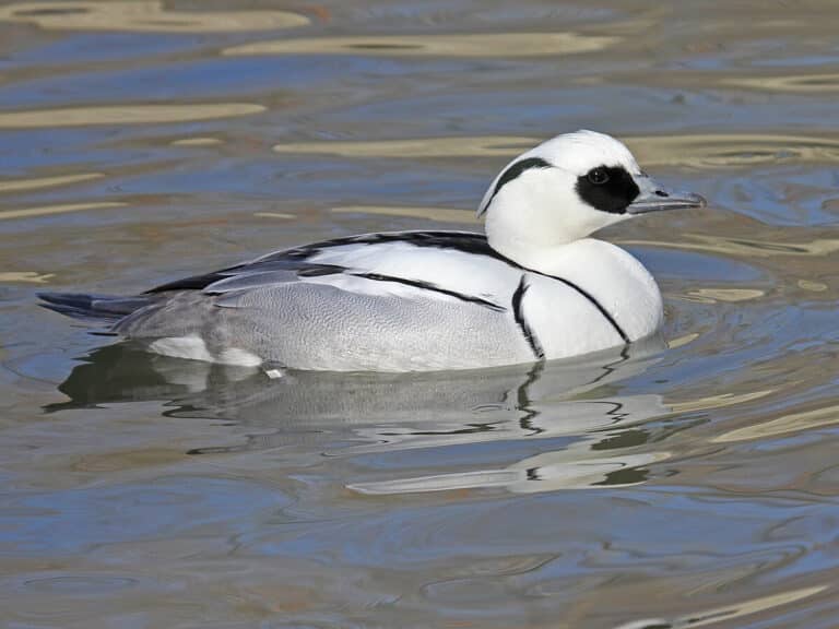 Bild på fågelarten Alkekonge (Mergellus albellus)