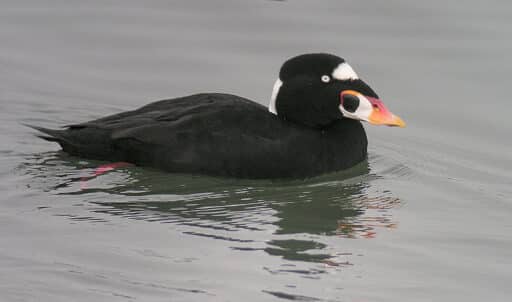 Bild på fågelarten Hvitnakket svarttrost (Melanitta perspicillata)