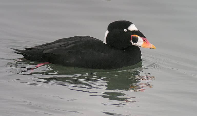 Bild på fågelarten Hvitnakket svarttrost (Melanitta perspicillata)