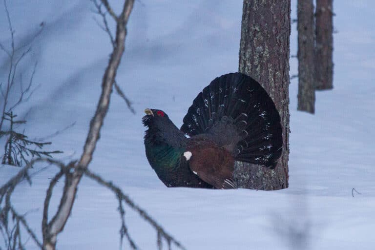 Bild på fågelarten Makrellterne (Tetrao urogallus)