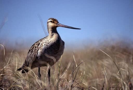 Bild på fågelarten Storspove (Limosa lapponica)