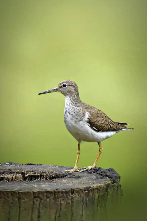 Bild på fågelarten Metsäkukko (Actitis hypoleucos)