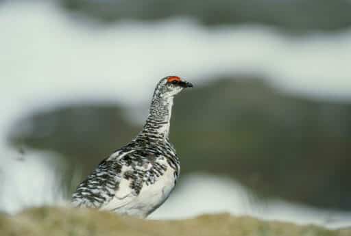 Bild på fågelarten Rødrype (Lagopus muta)