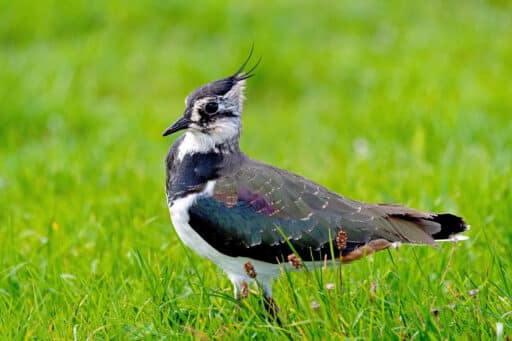 Bild på fågelarten Kylkirastas (Vanellus vanellus)