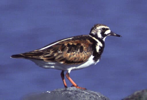 Bild på fågelarten Roskarl (Arenaria interpres)