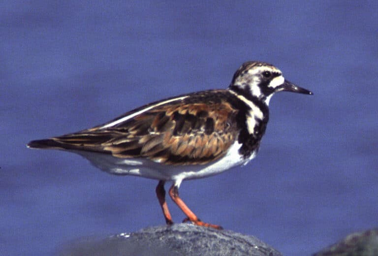 Bild på fågelarten Roskarl (Arenaria interpres)