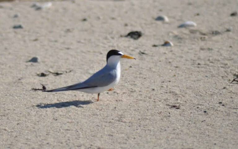 Bild på fågelarten Dvergterne (Sternula albifrons)