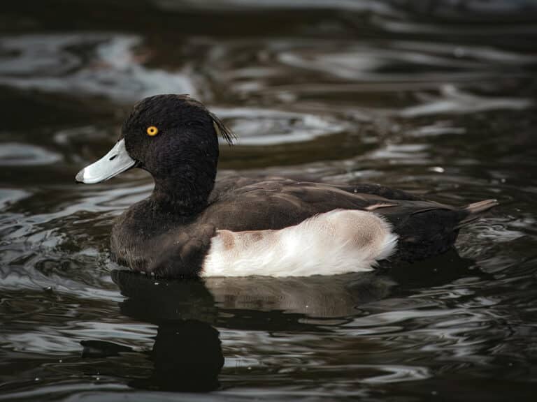 Bild på fågelarten Vigg (Aythya fuligula)