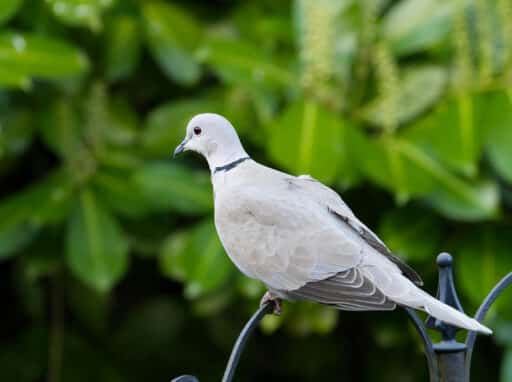 Bild på fågelarten Kilpikonna (Streptopelia decaocto)