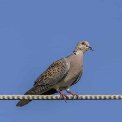 Bild på fågelarten Turturduva (Streptopelia turtur)