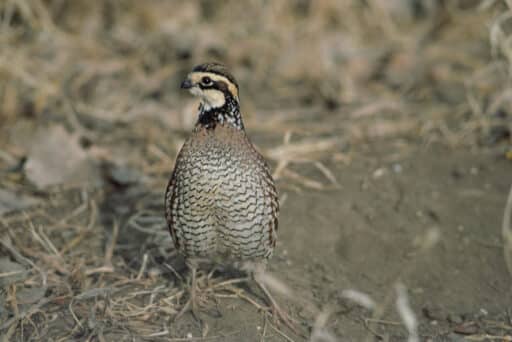 Bild på fågelarten Vaktel (Coturnix coturnix)