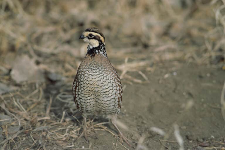 Bild på fågelarten Vaktel (Coturnix coturnix)