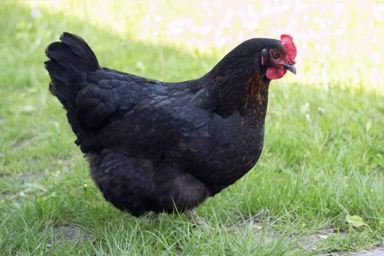Bohuslän-Dalsin mustakana (Gallus gallus domesticus)