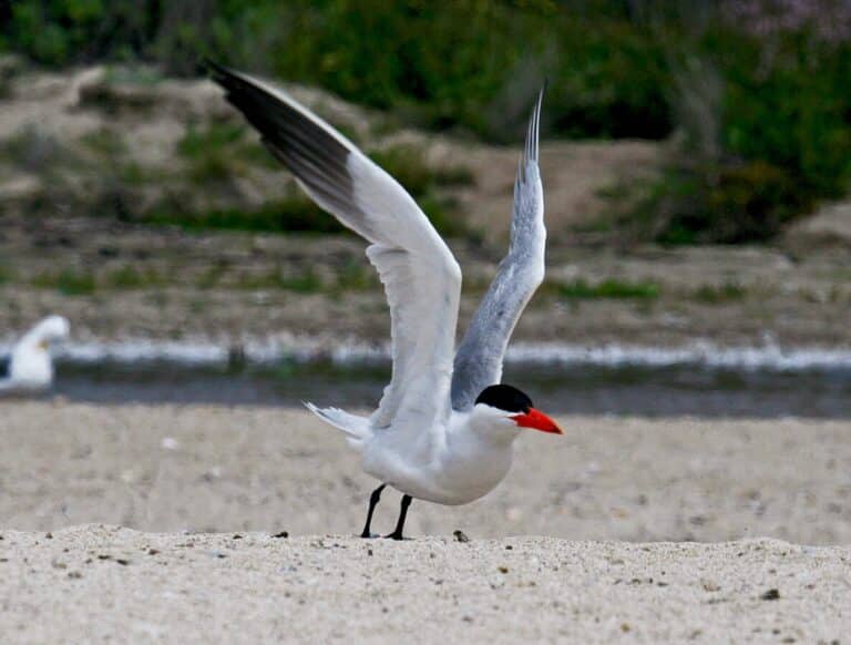 Kaspianmeren tiira (Hydroprogne caspia)
