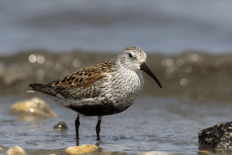 Kottarainen (Calidris alpina)