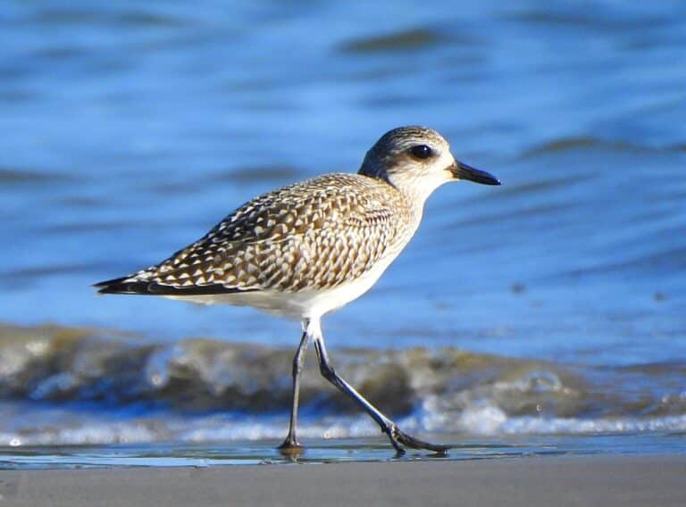 Rannikkopiippi (Pluvialis squatarola)