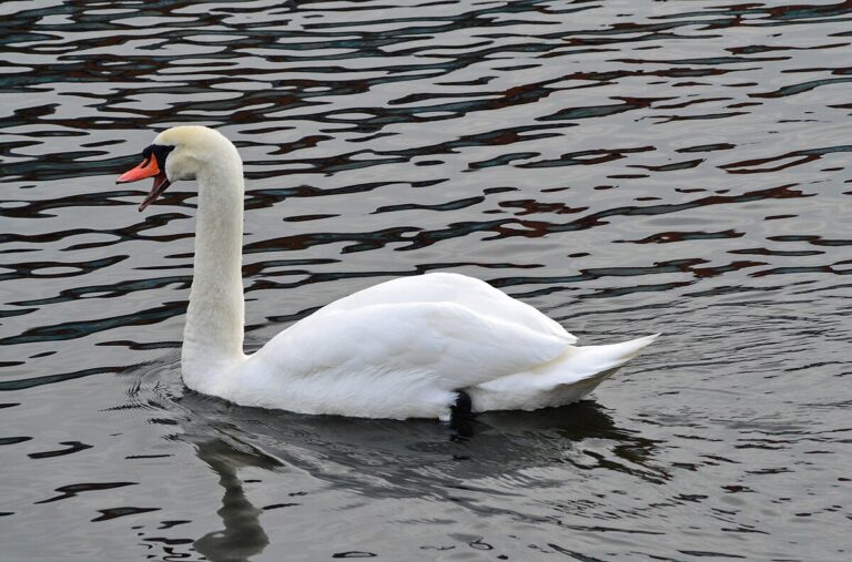 Joutsen (Cygnus olor)