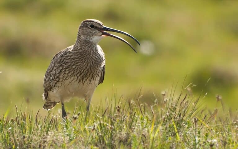 Lokkilintu (Numenius phaeopus)